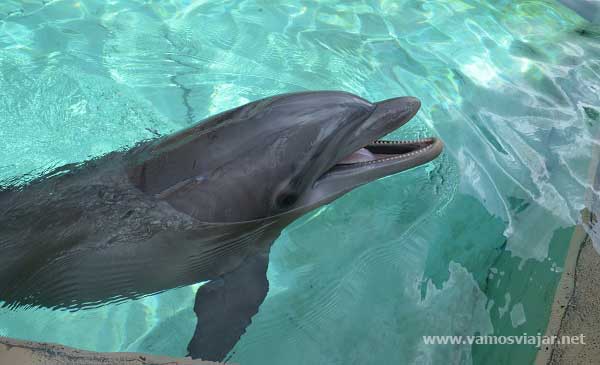 SeaWorld - Golfinhos