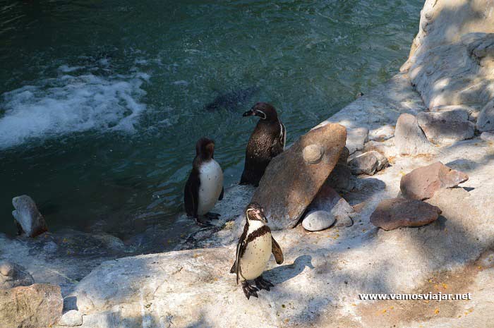 Zoológico de Santiago - Pinguins